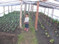 Community gardens and greenhouses contribute to the communities food supply. Successful experiences from Mongolia in piloting the community-based landscape management approach will be used as models for replication and upscaling in other parts of the world. Knowledge products, such as case studies and video documentaries will help disseminate learning.