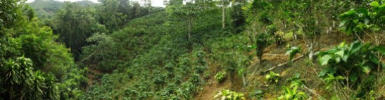 Panoramic view of the higher part of the Jesus Maria Watershed. Main economic activity is coffee farming.
