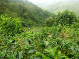 The initiatives will be aiming to build resilience of the coffee farming and fuit growing culture of this region.